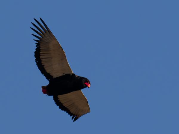 <h3><a href="/trips/safari/biota/animalia/chordata/aves/017 accipitriformes/004 accipitridae/terathopius ecaudatus/terathopius ecaudatus-nl.html">Terathopius&nbsp;ecaudatus</a> / Bateleur / Bateleur</h3>OM-1 Mark II met OLYMPUS M.300mm F4.0, 1/2000 sec  bij F4.0, ISO 320, afstand 126&nbsp;m